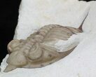 Huntonia Lingulifer - Rare Species! #36145-5